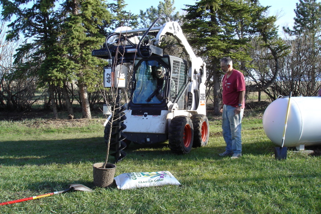 Planting Apple Trees Sirucek