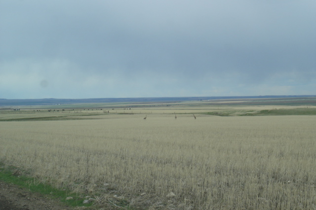 Sand Hill Cranes