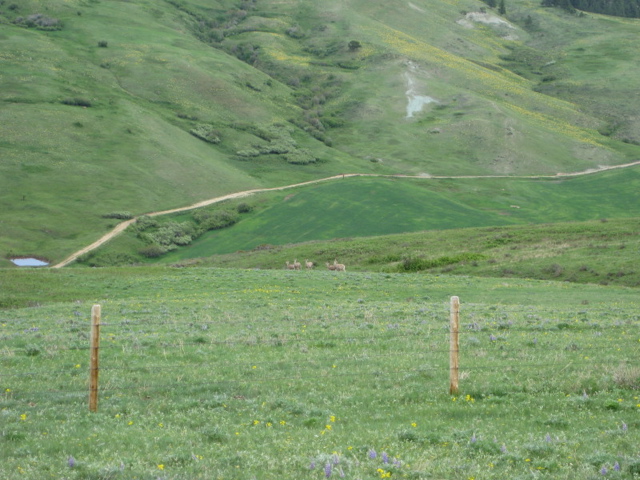 Deer above the Crum Meadow