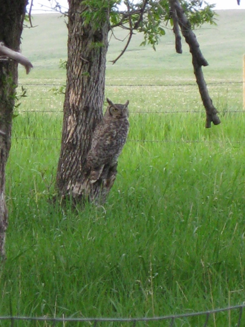 Great Horned Owl