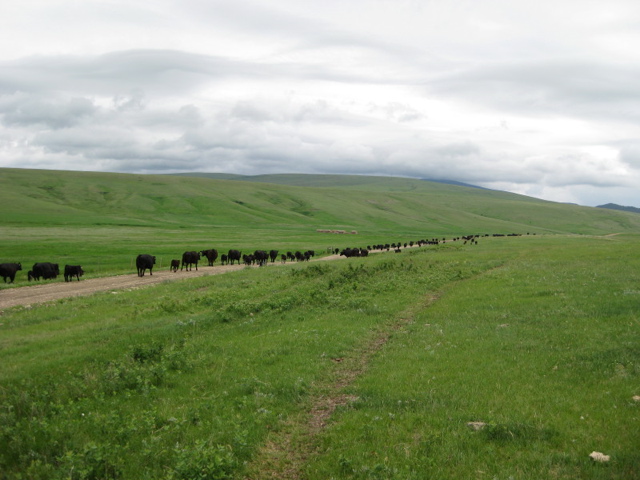 pairs movin' to mountain pastures