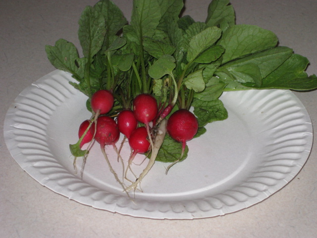 Radishes from the garden already 