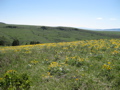 Flowers.Turquoise Pasture