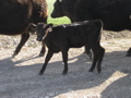 Angus calf