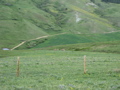 Deer above the Crum Meadow