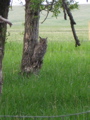 Great Horned Owl