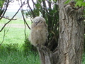 Baby Owl