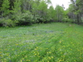 Flowers in the pass road