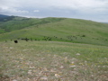 In the red dirt dam pasture