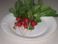 Radishes from the garden already 