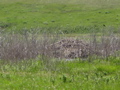 Beaver Dam on state land