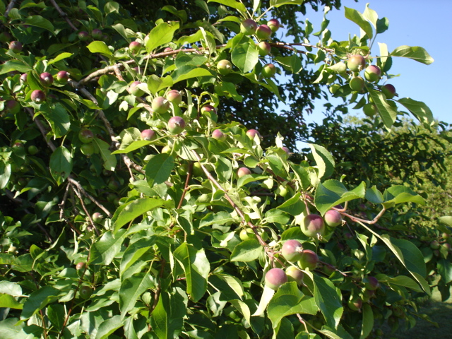 Ranch Crab apples