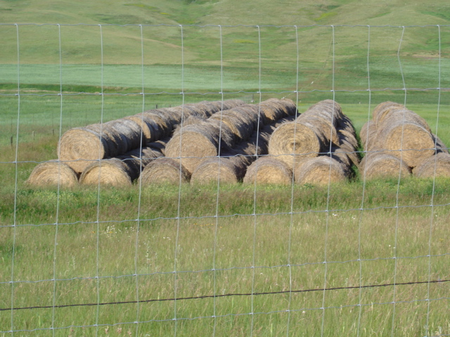 Hay at Sigafoos