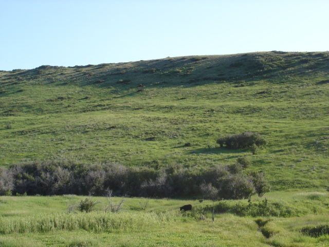 creek above corral