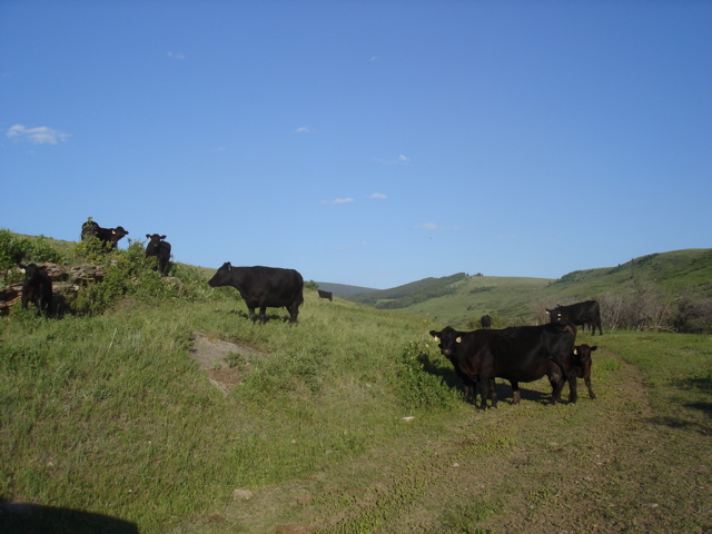 cows on turquoise pasture