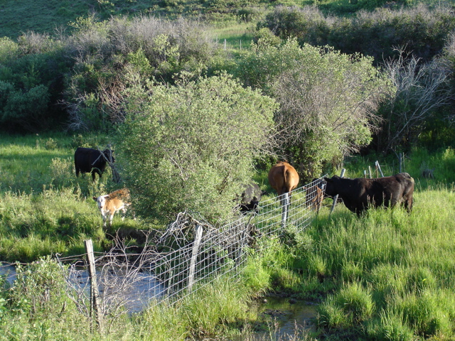 cattle on creek Sperry