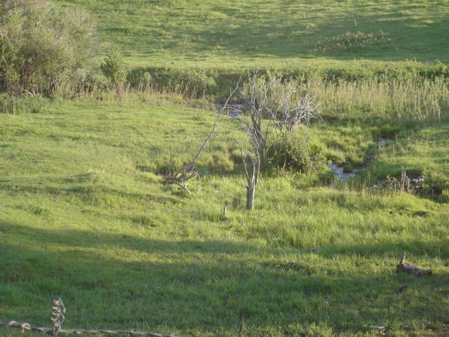 young willows on creek