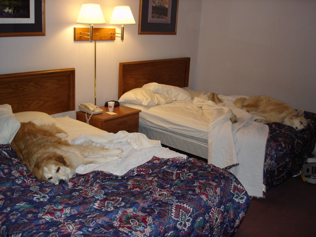 Pups in Motel