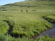 Creek below corral