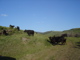 cows on turquoise pasture