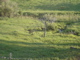 young willows on creek