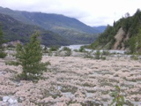 PICT0098